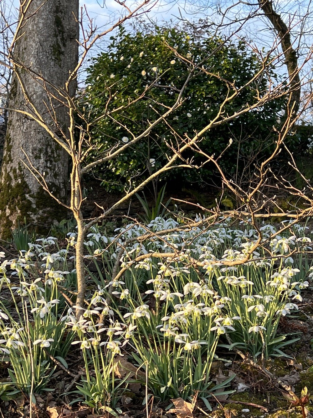 Carpets of Galanthus anticipate spring in Cornwall