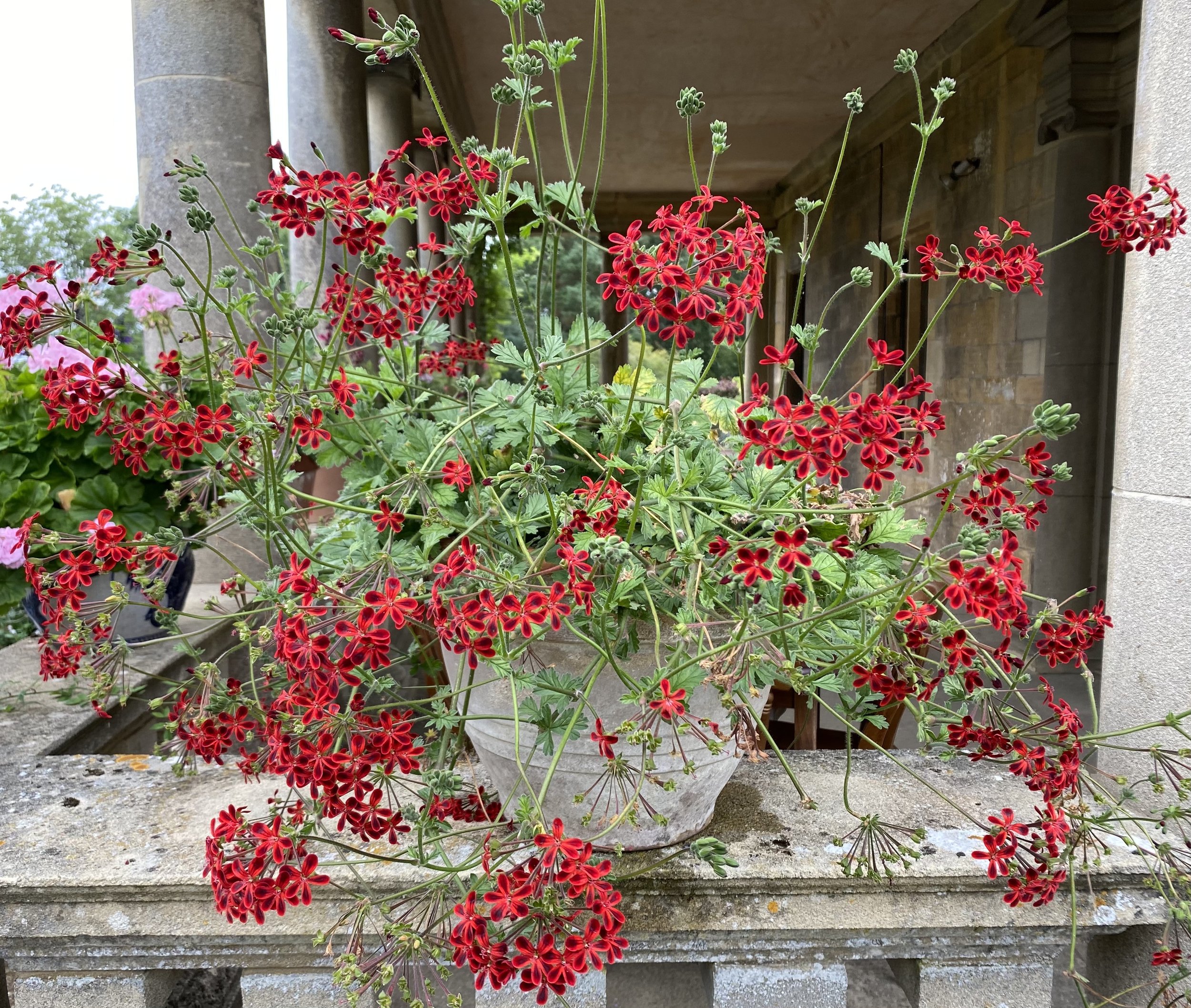 An ivy leafed pelargonium spills over the rim of a container at Kiftsgate