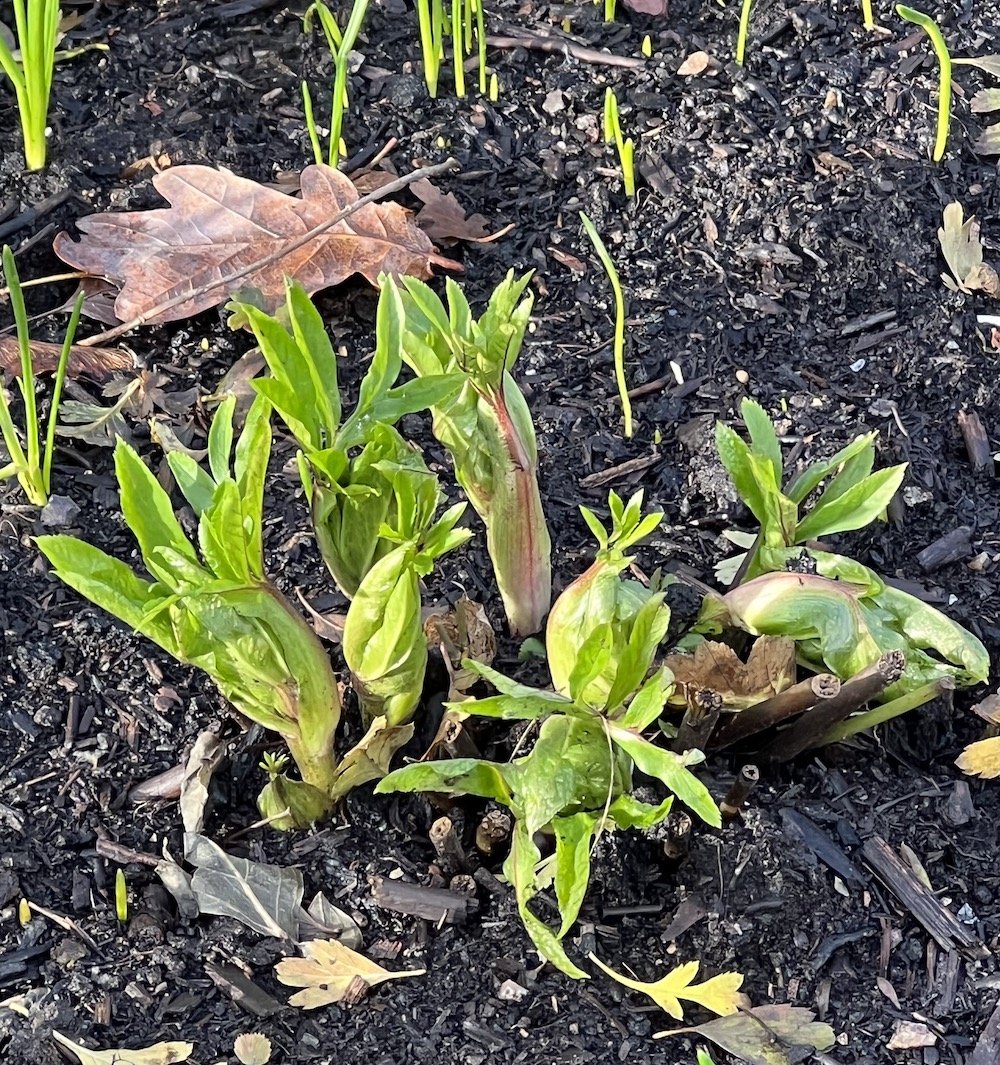 Helleborus hybridus pushes its way through the mulch