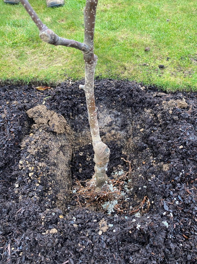 Planting espaliered fruit tree