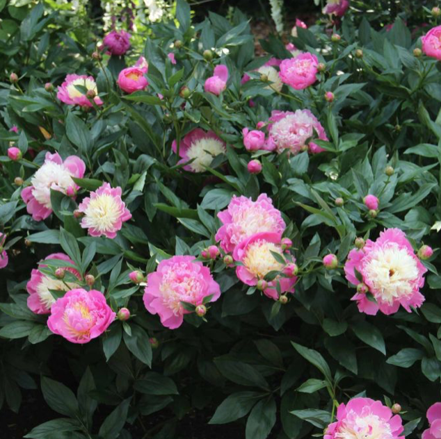 5 New Year Resolutions For A Garden That Wows Muntons 5 New Year Resolutions For A Garden That Wows Muntons