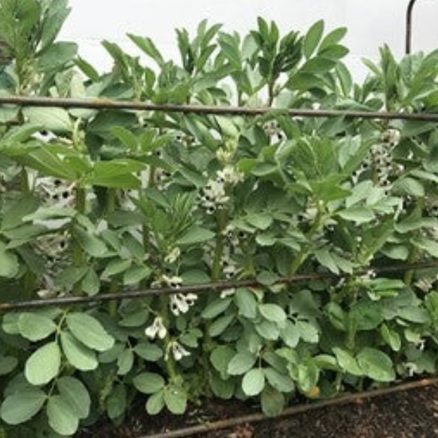 3-pole broad bean supports