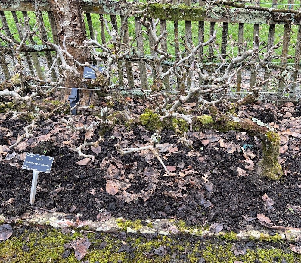 Well established step-over apples at RHS Rosemoor (the principal of pruning for fruit is the same as for espaliers)