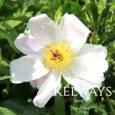 Paeonia ‘White Wings