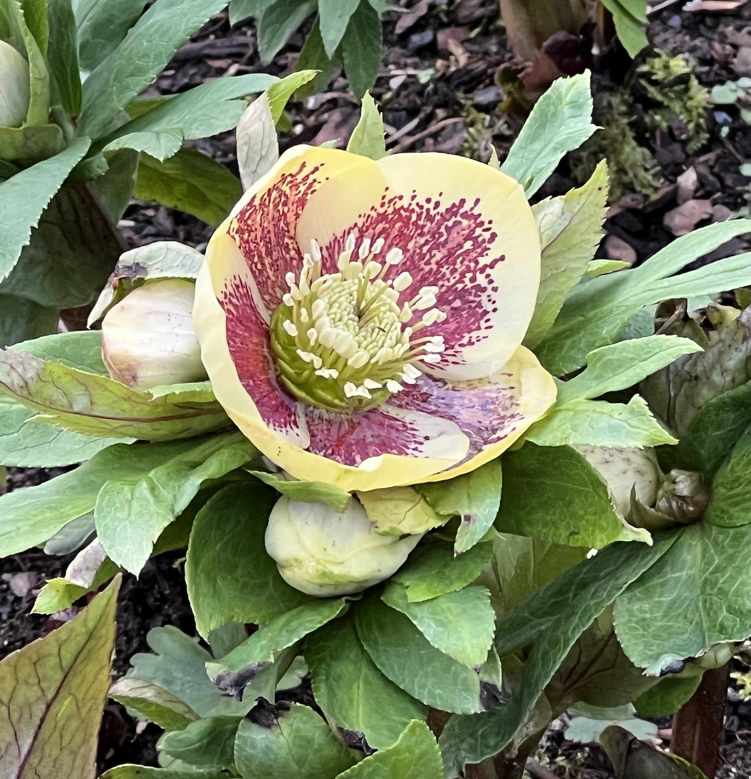 Helleborus
