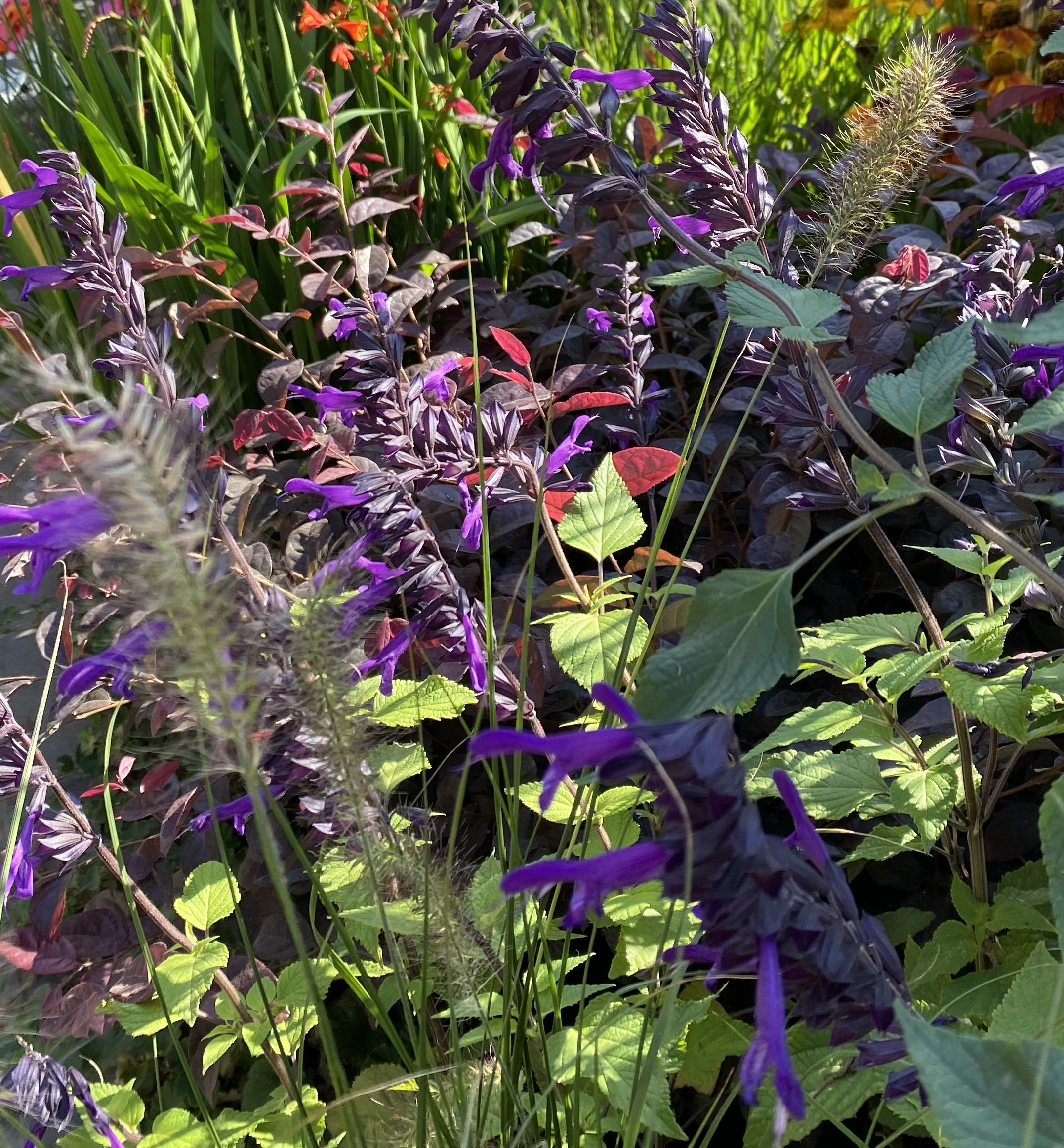 Salvia ‘Armistad’ with its bold, purple flowers is a must for any container