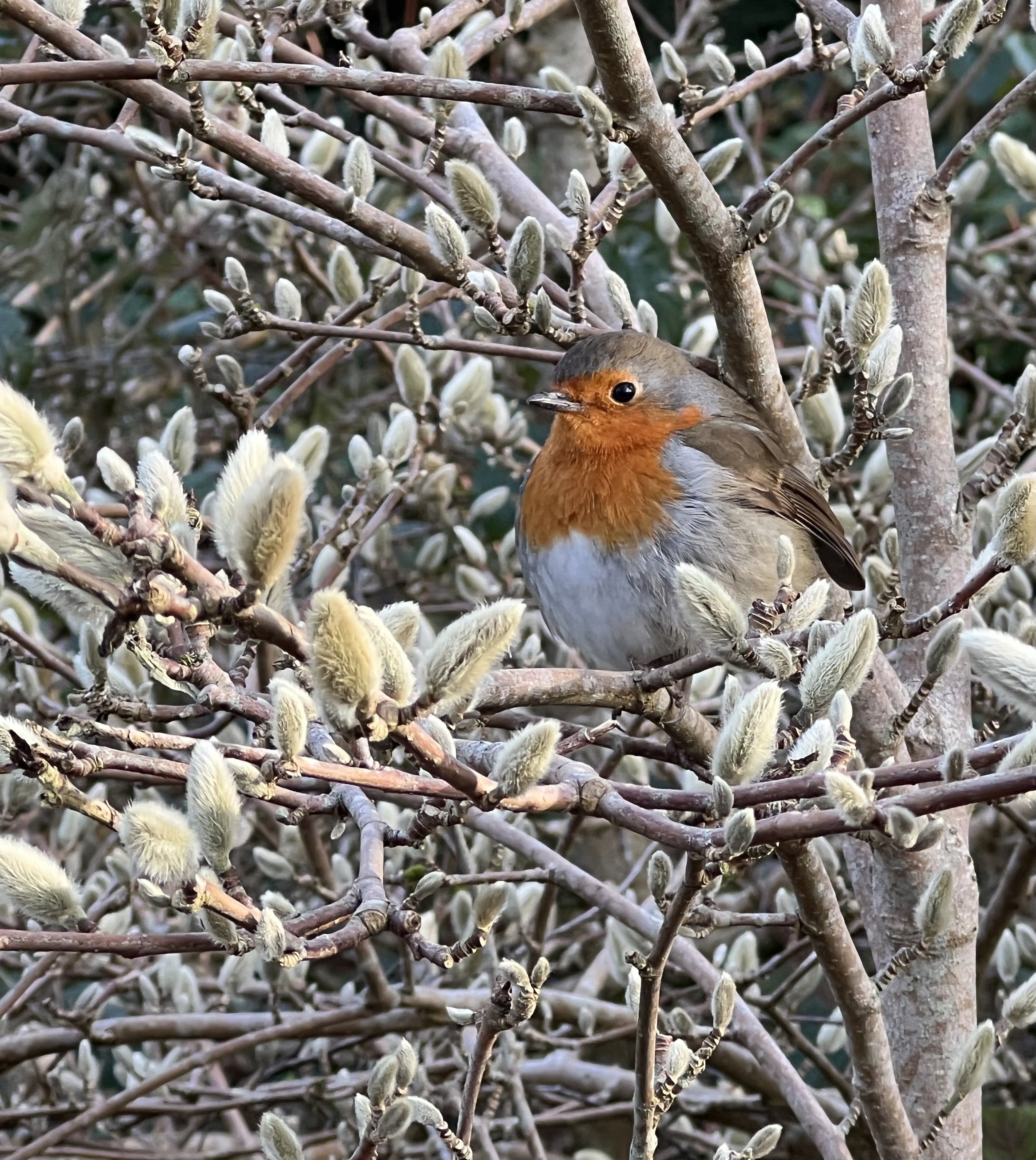 A robin perched on a budding magnolia at Rosemoor