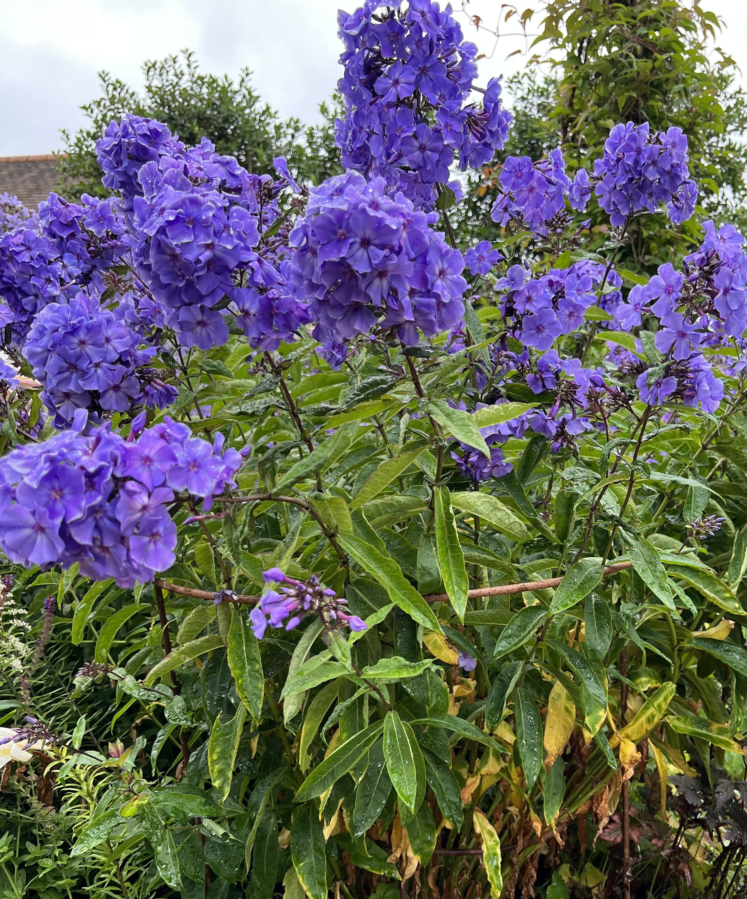 The heavy blooms of the phlox are supported after the rain storm