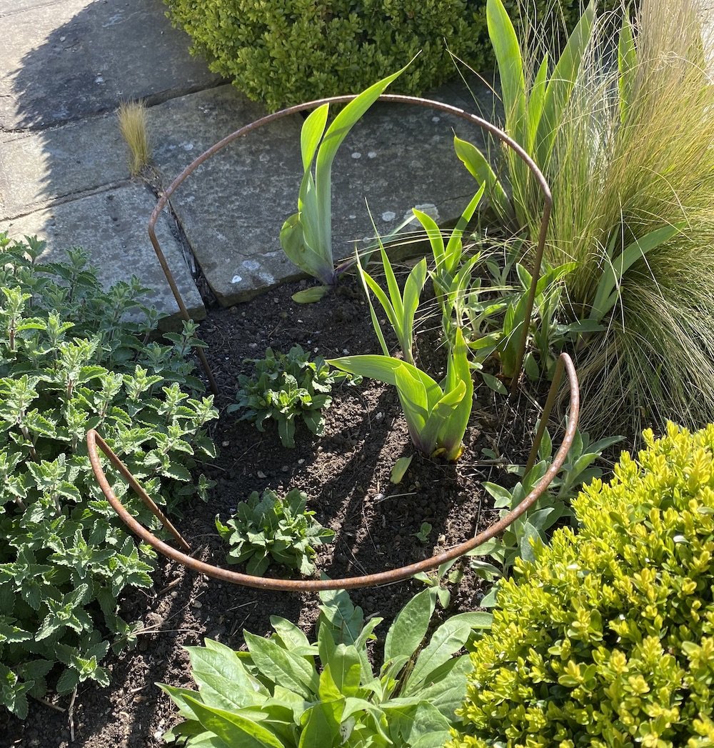A pair of small semi-circulars will protect the newly planted irises and salvias as they grow