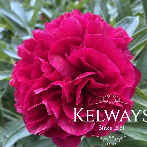 Paeonia officinalis