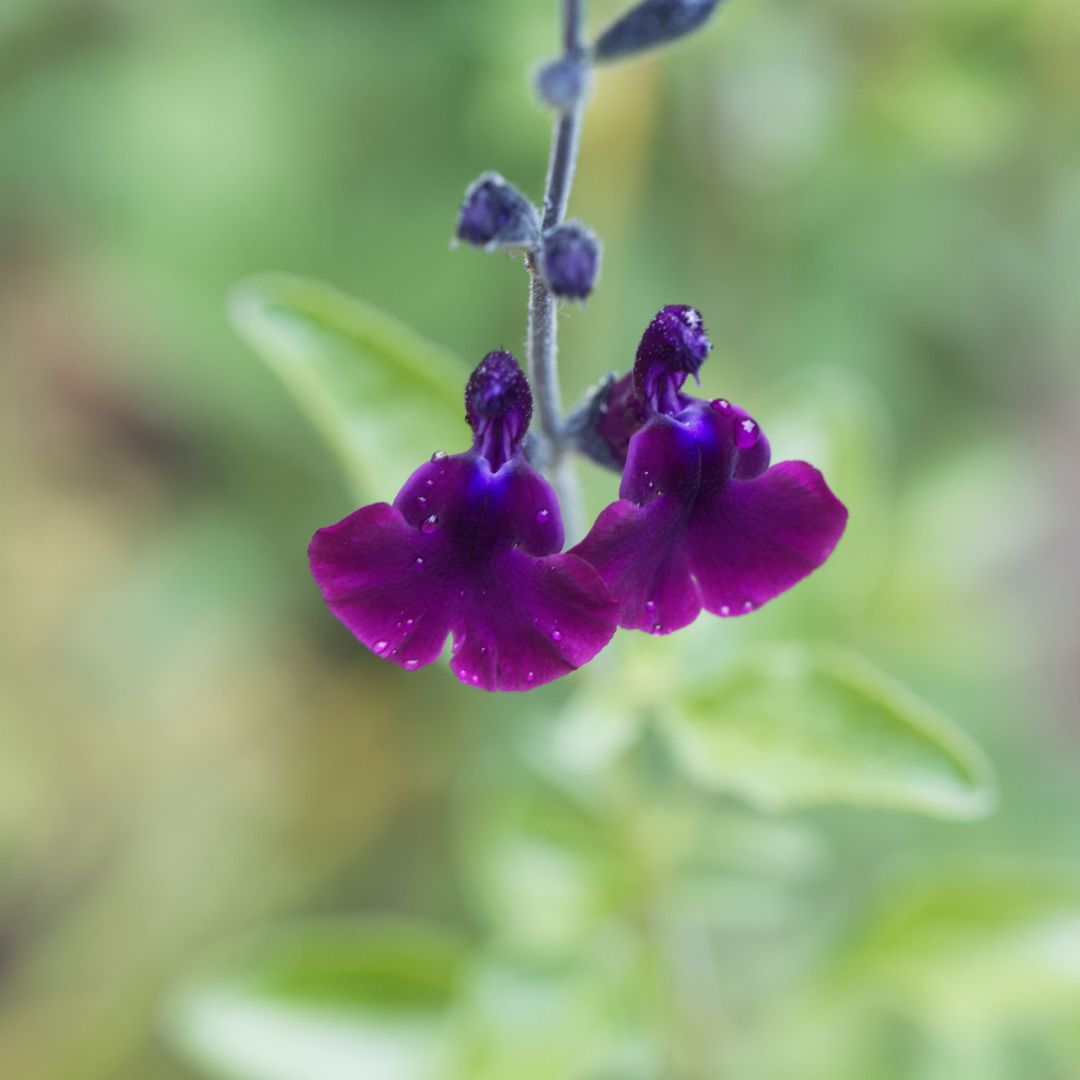 Salvia ‘Nachtvlinder will weave through the border
