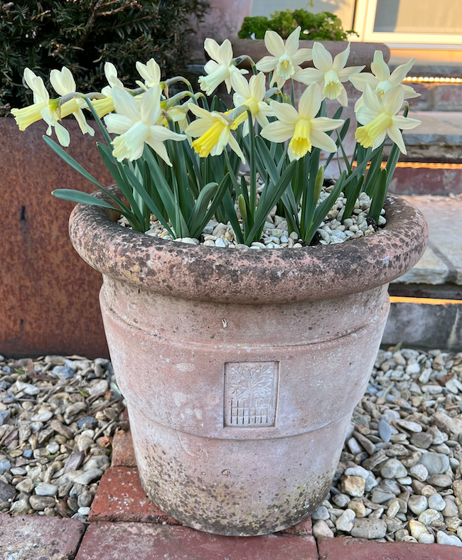 Narcissus cyclamenus
