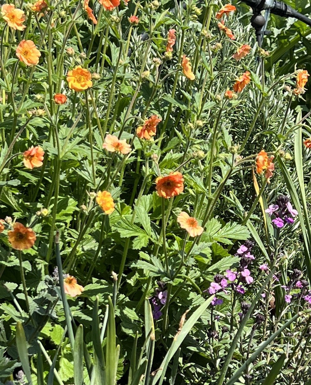 Geum ‘Totally Tangerine’ completely hides the small semi-circular supporting it