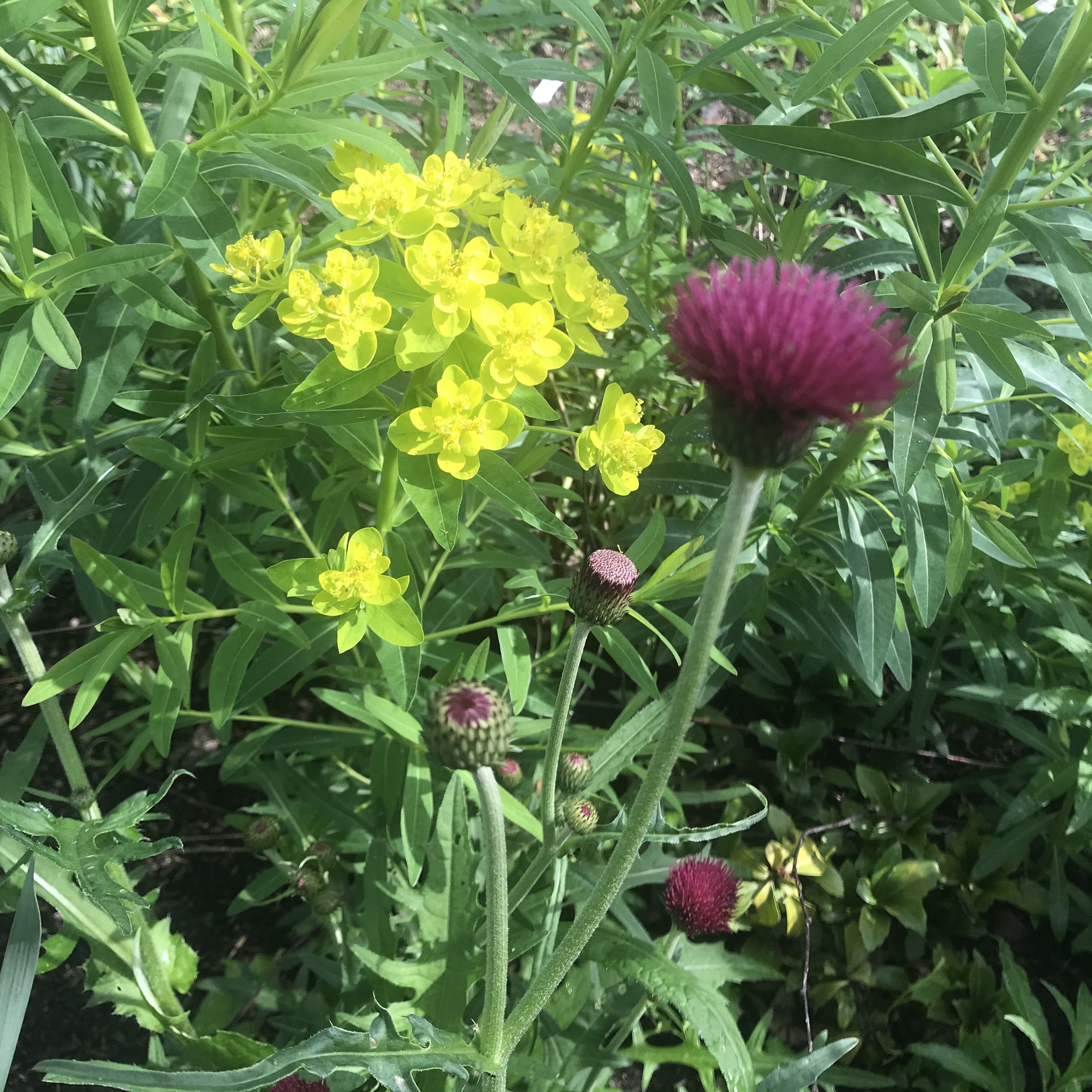 Cirsium rivulare