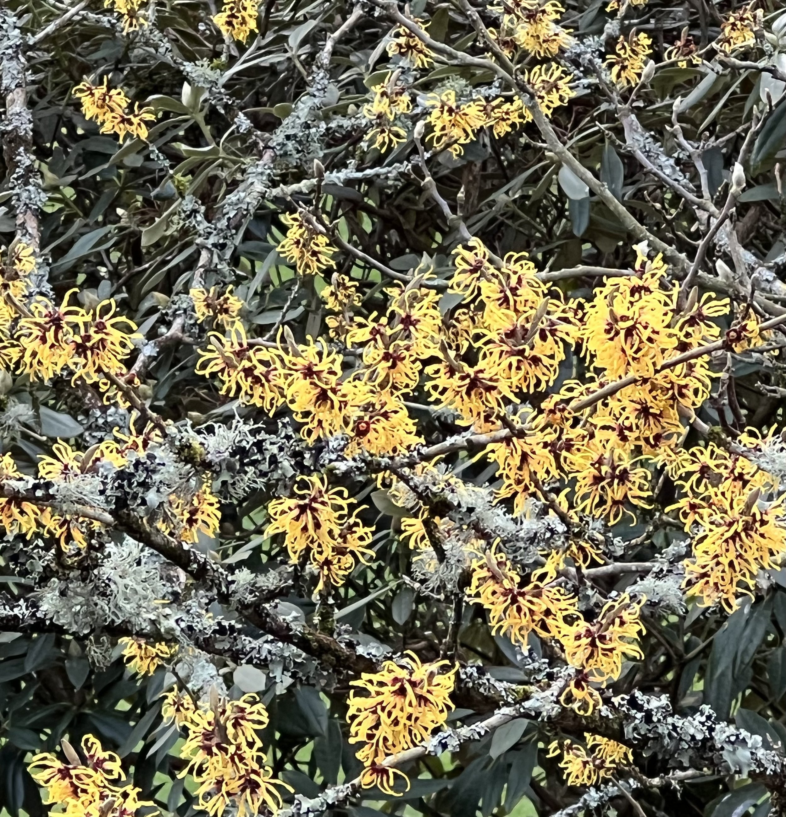 Hamamelis mollis gives colour and scent in the winter months