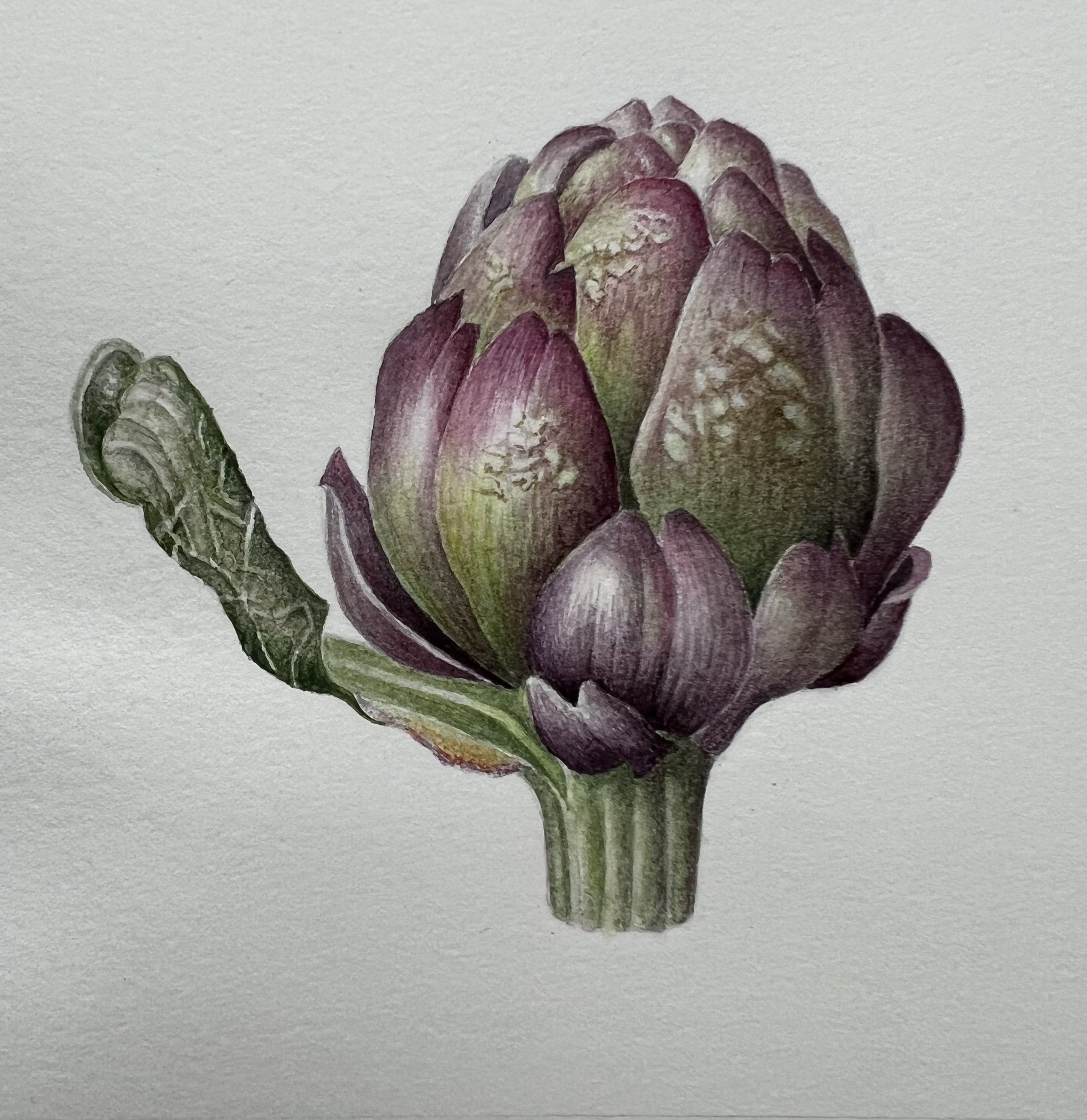 Violet de Provence