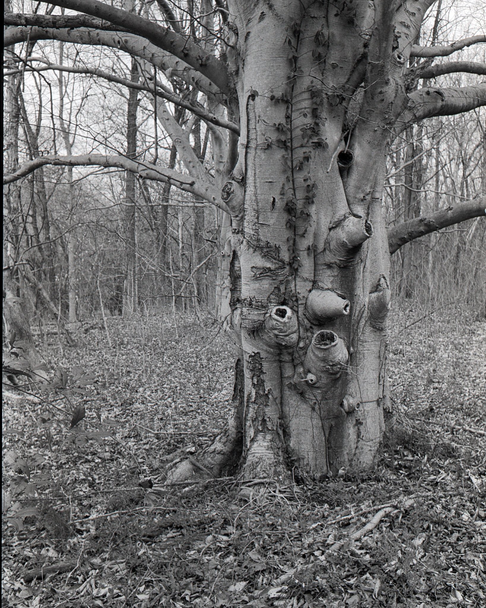 Exposed Tree Heart