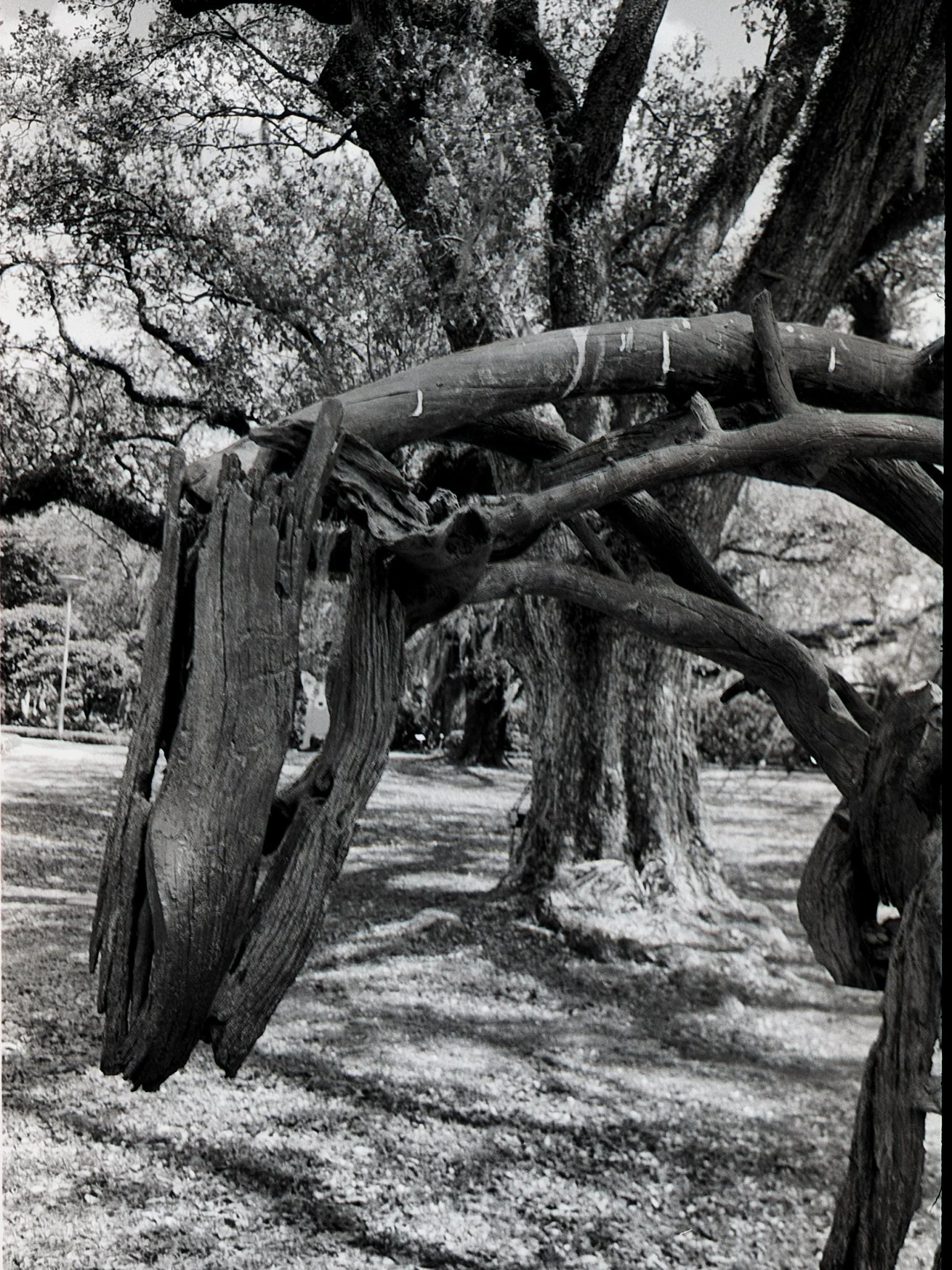 A Horse in the Park