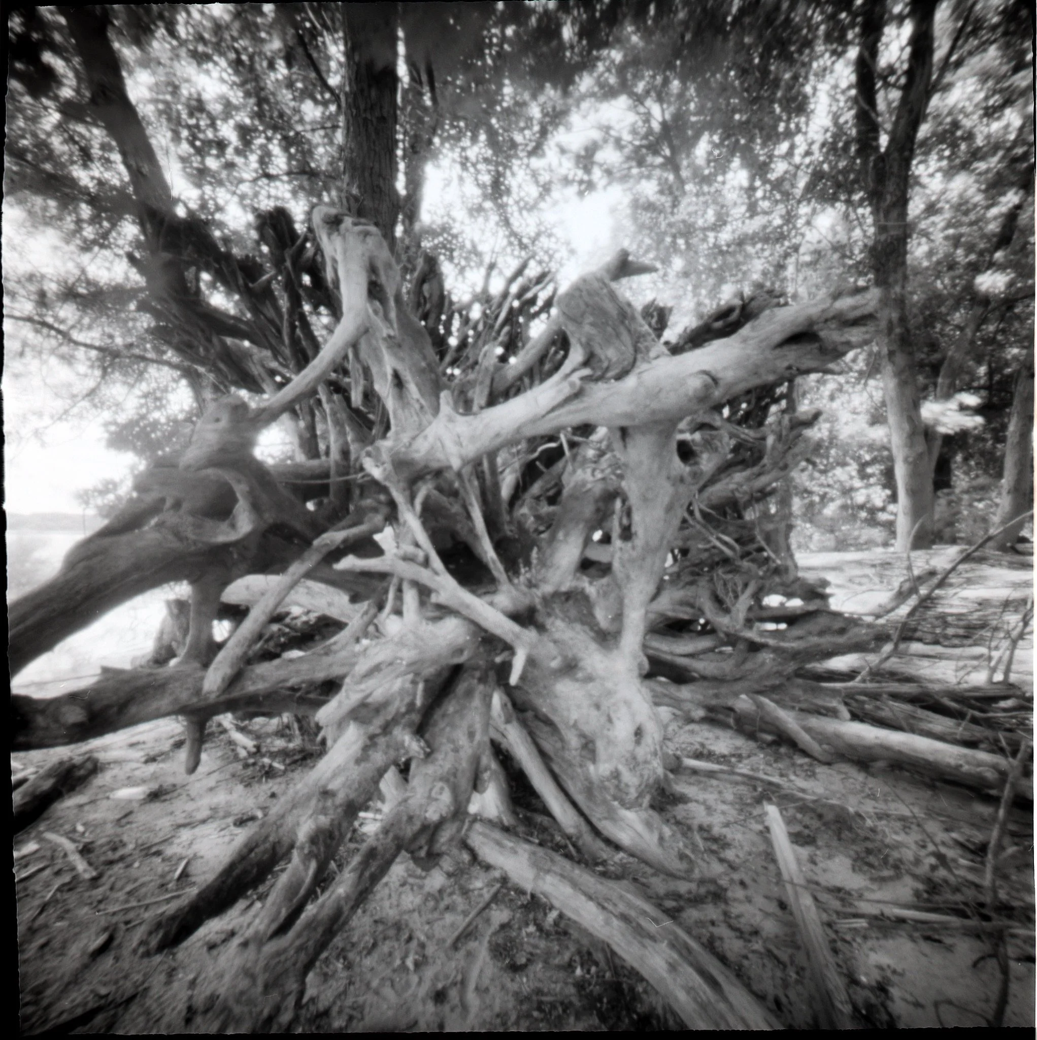 Root Tangles