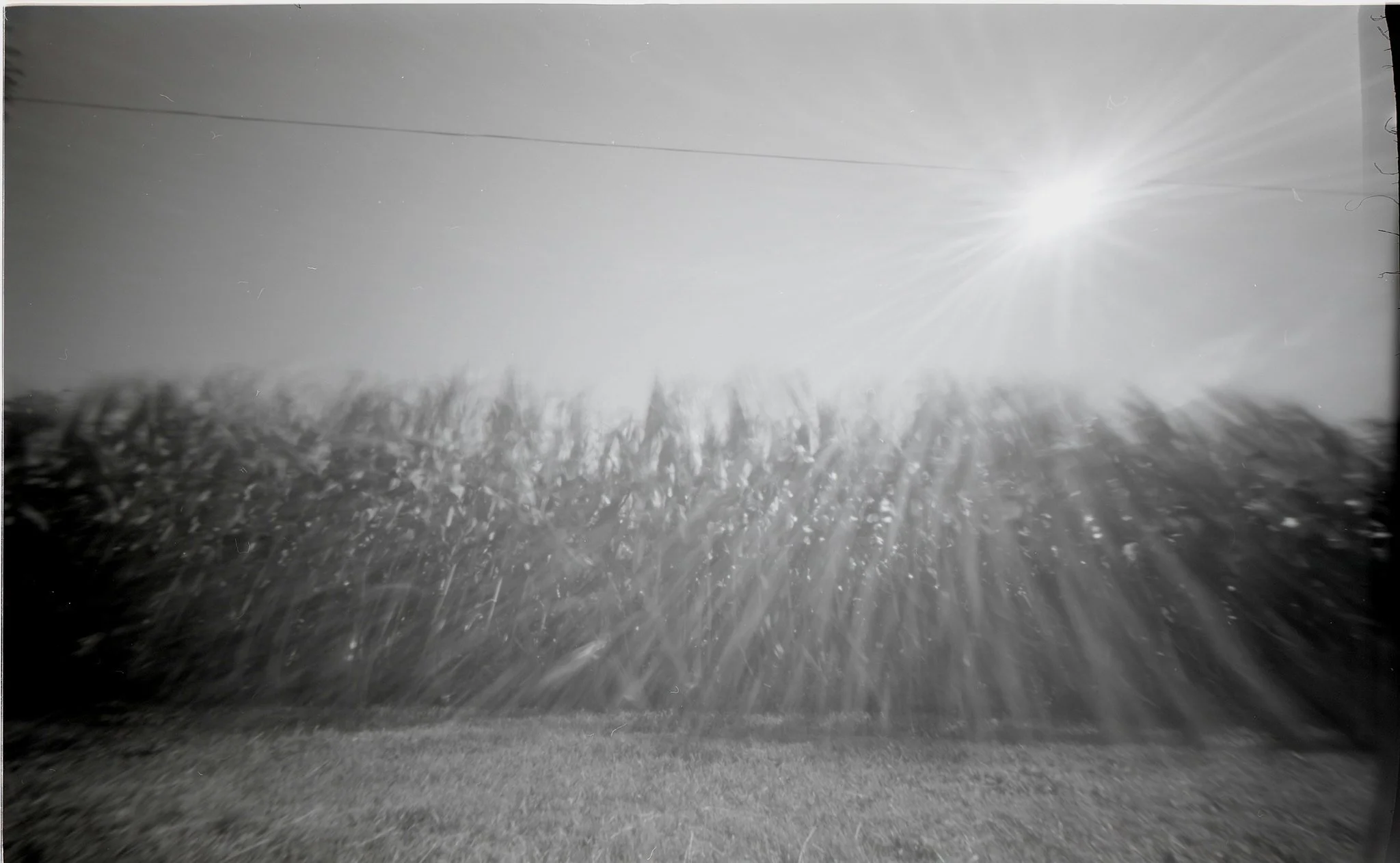 Midday Cornfield
