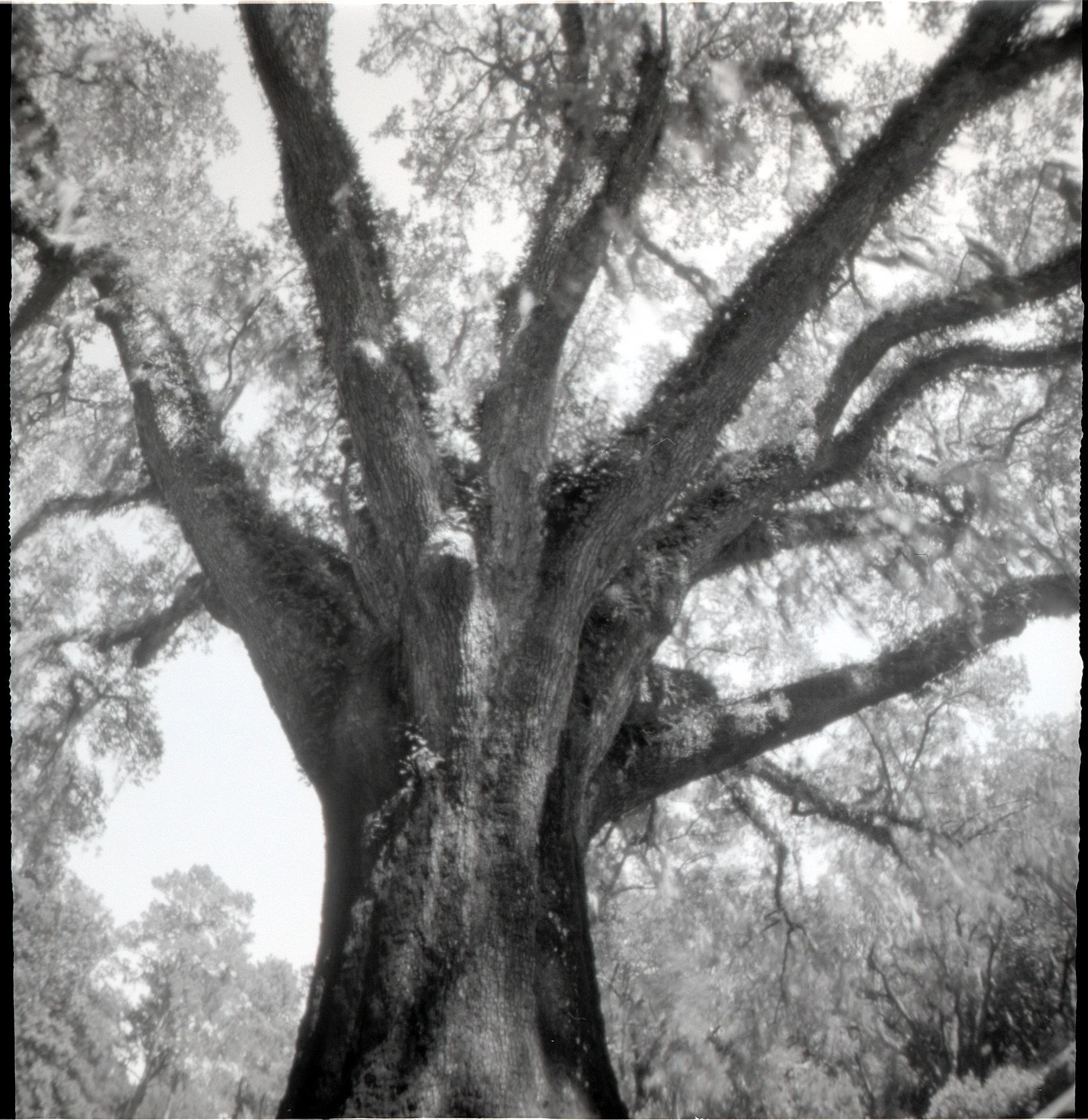 Live Oak Study