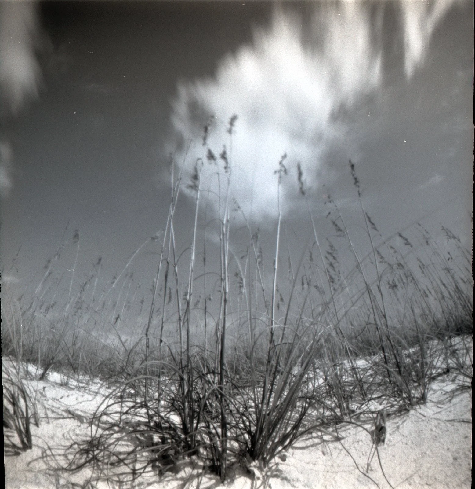 Tall Grass