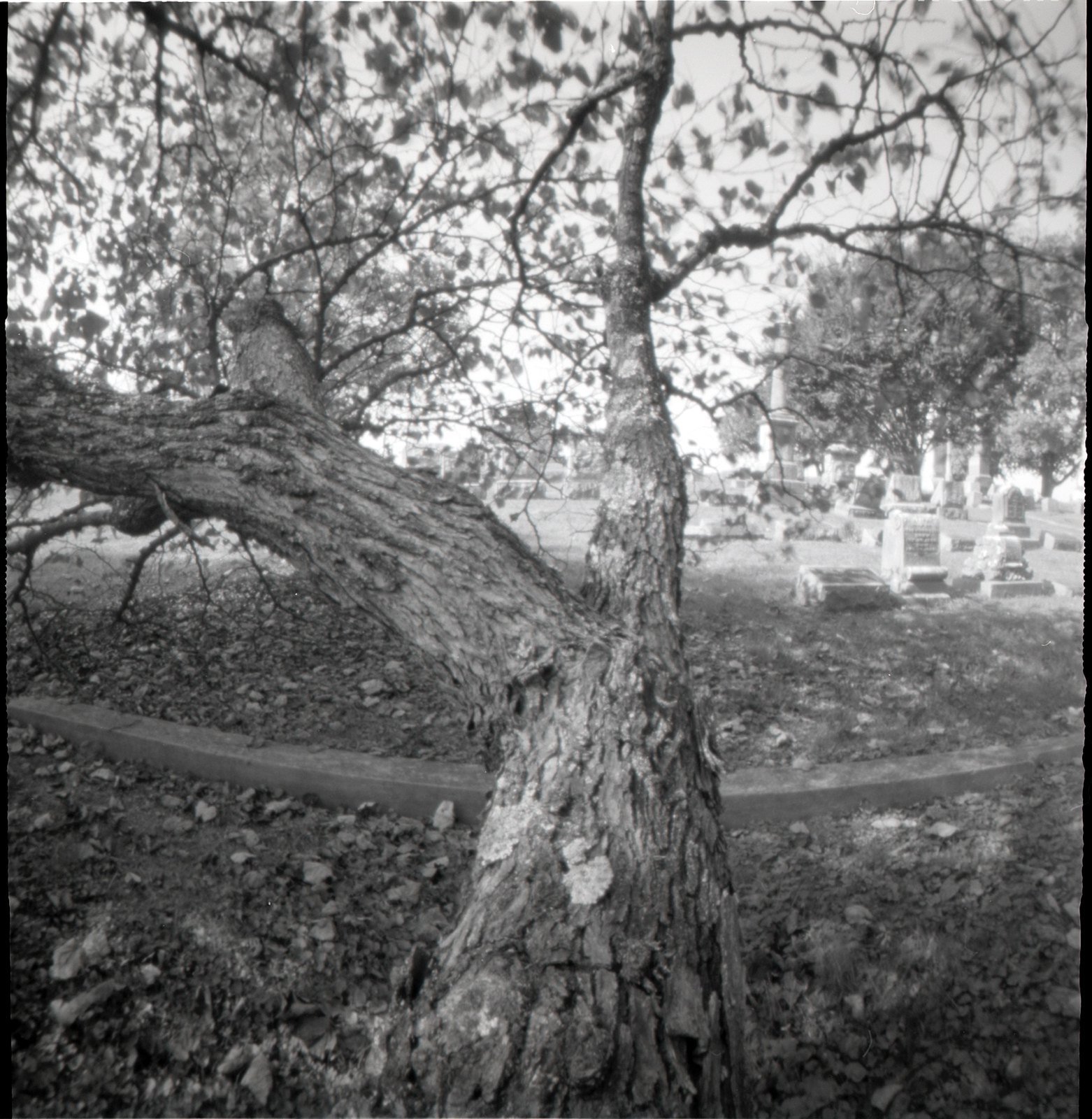The Tree Advance