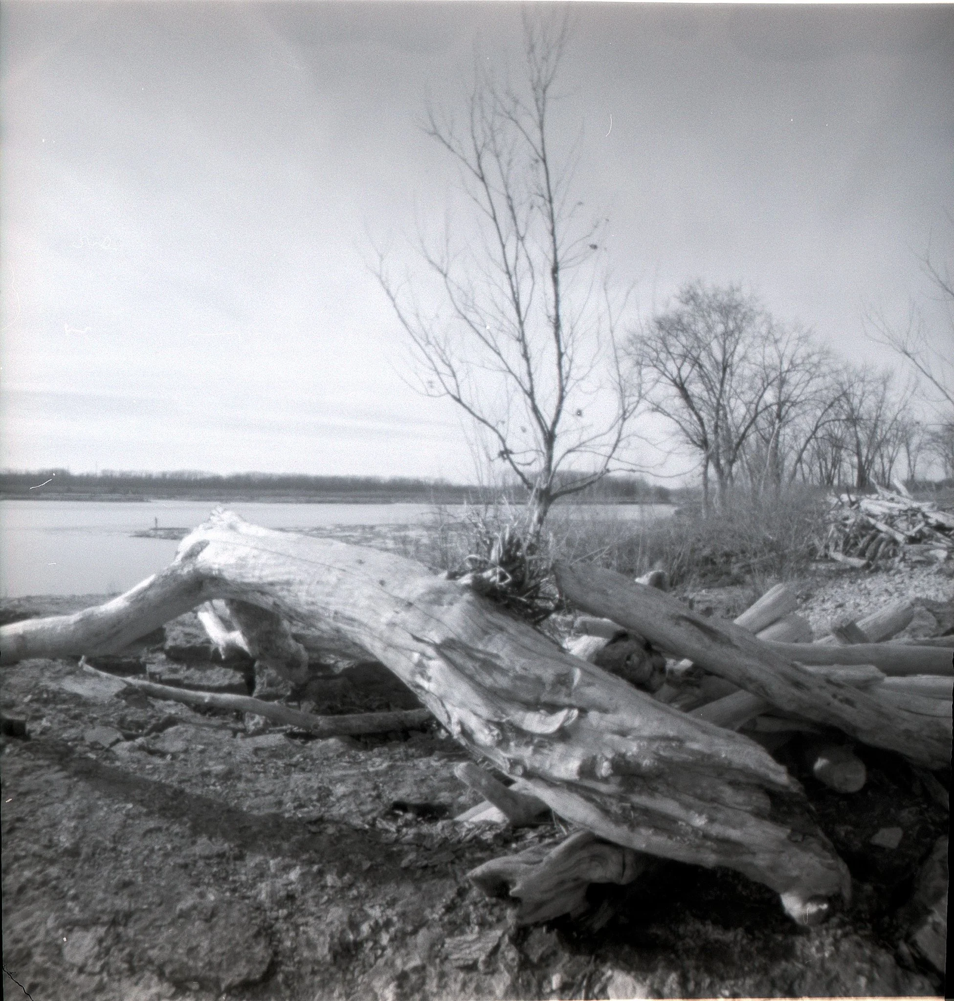 Driftwood au naturale