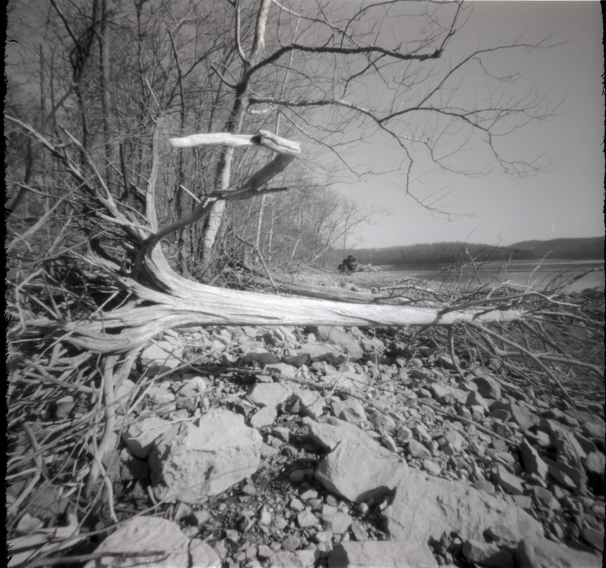 Lake Driftwood