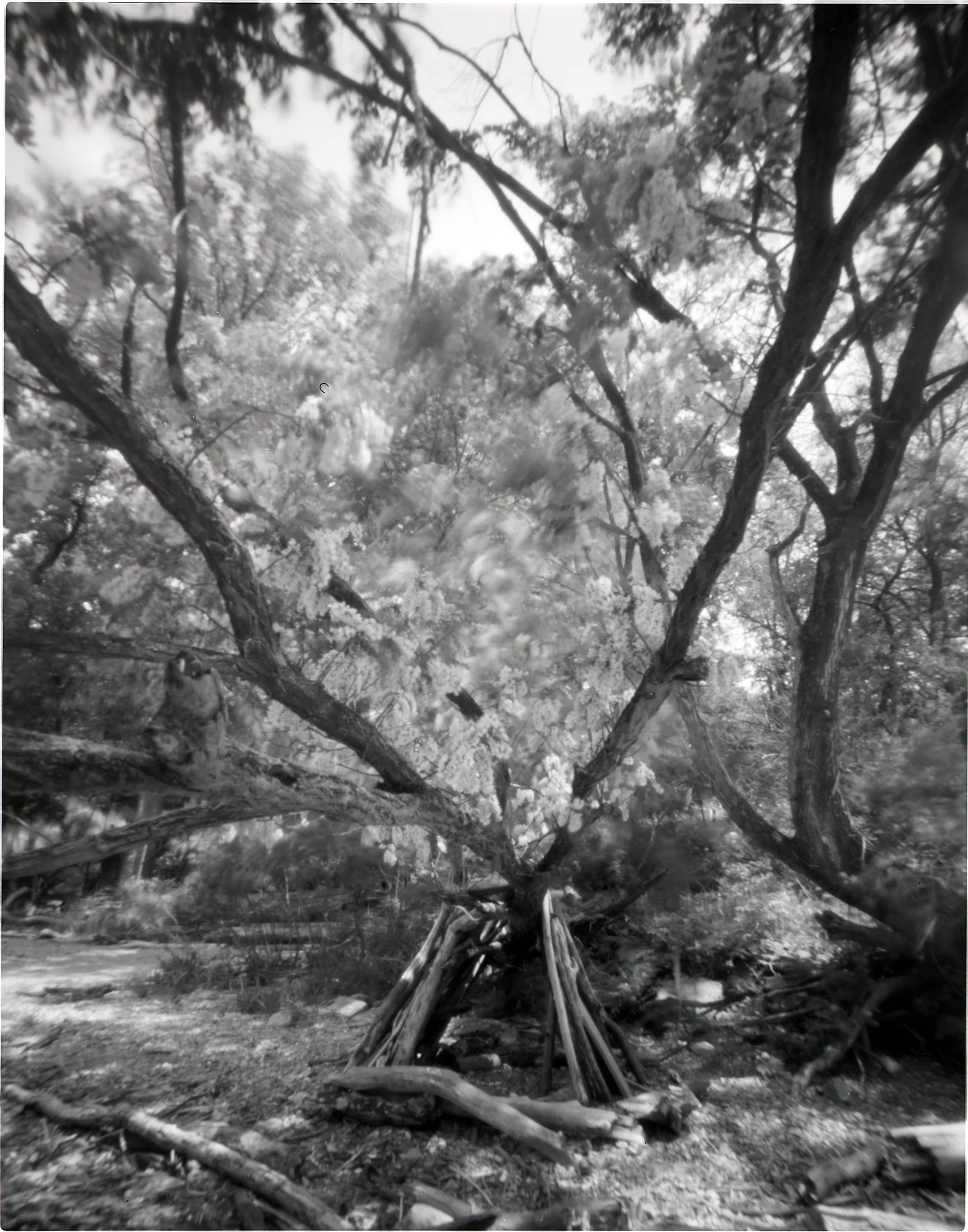 Black Locust in Bloom