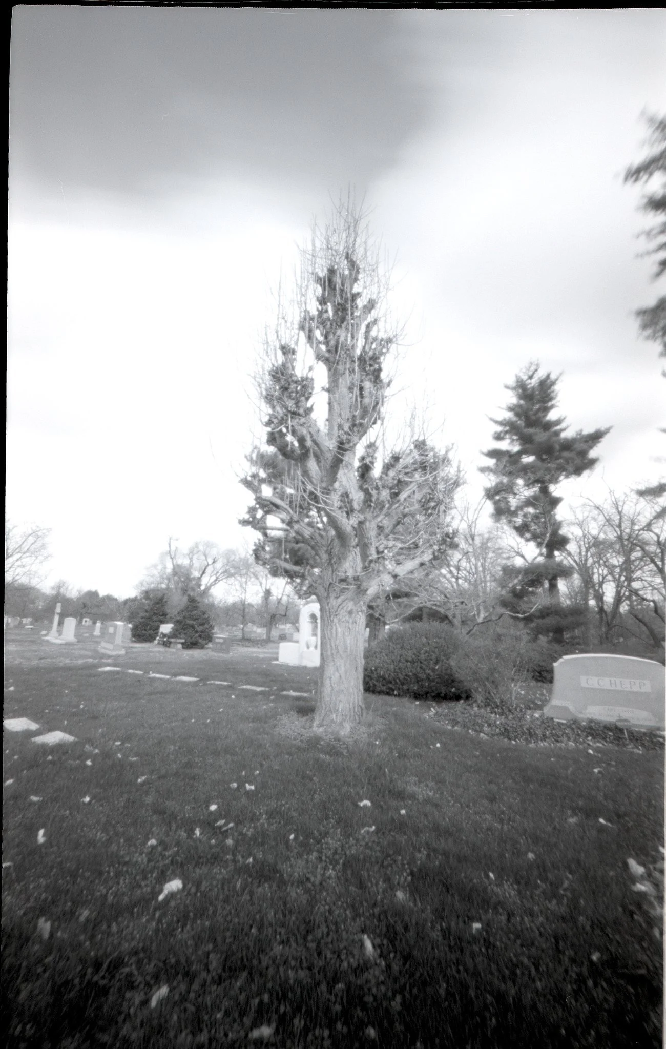 Stunted Growth