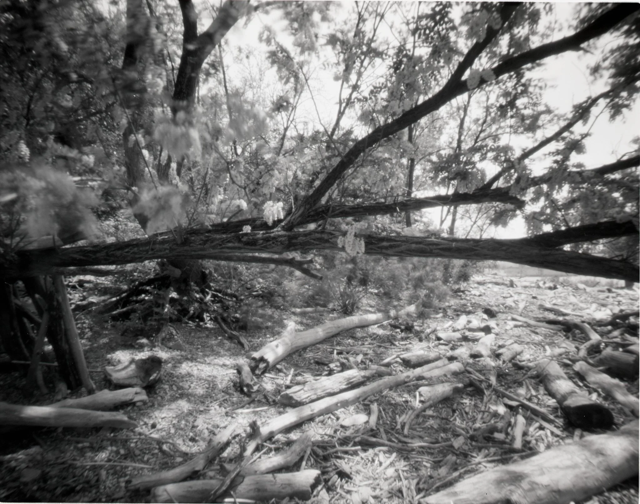 Black Locust Tree in Repose