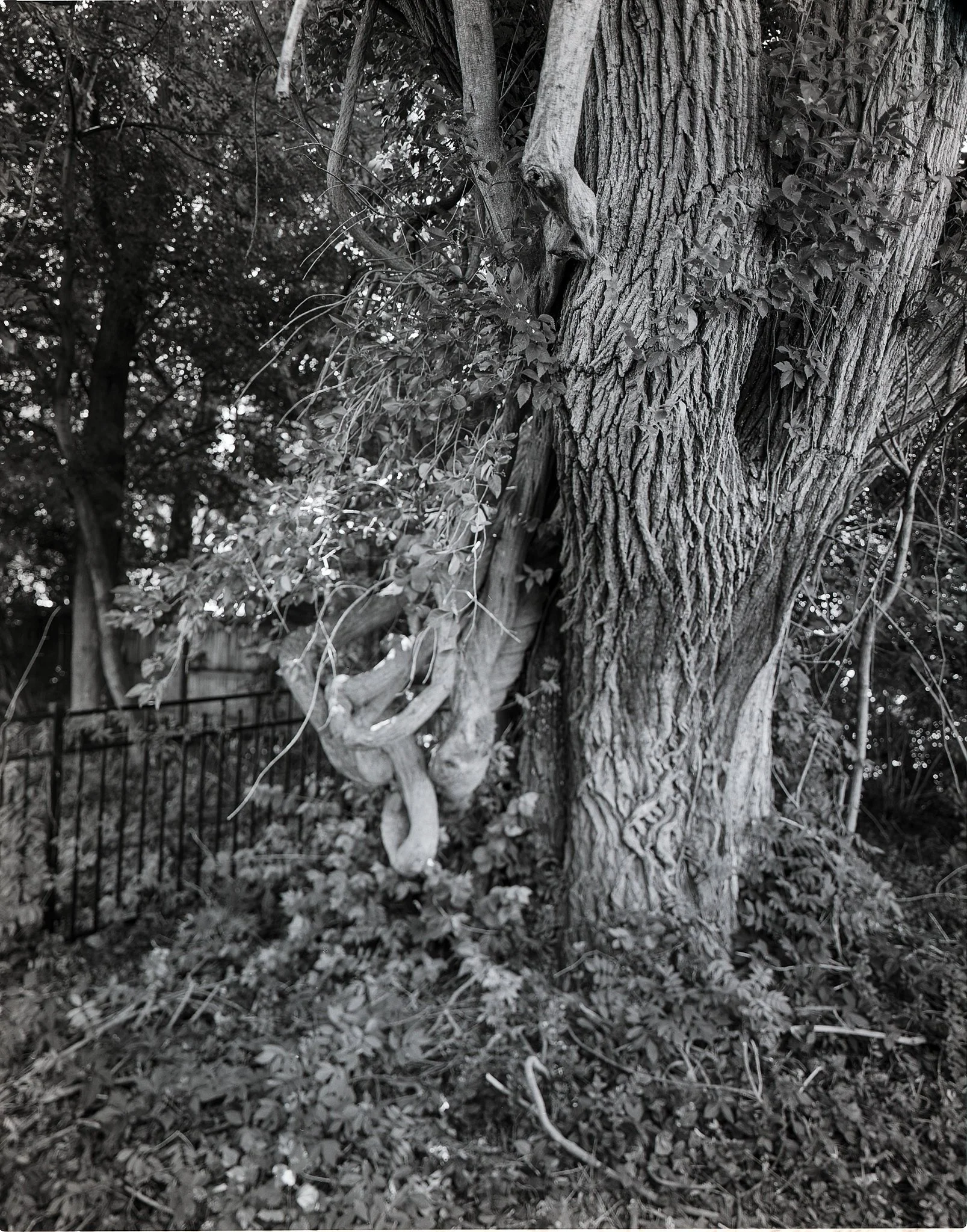 Curly Cues-pinhole scene and view camera scene