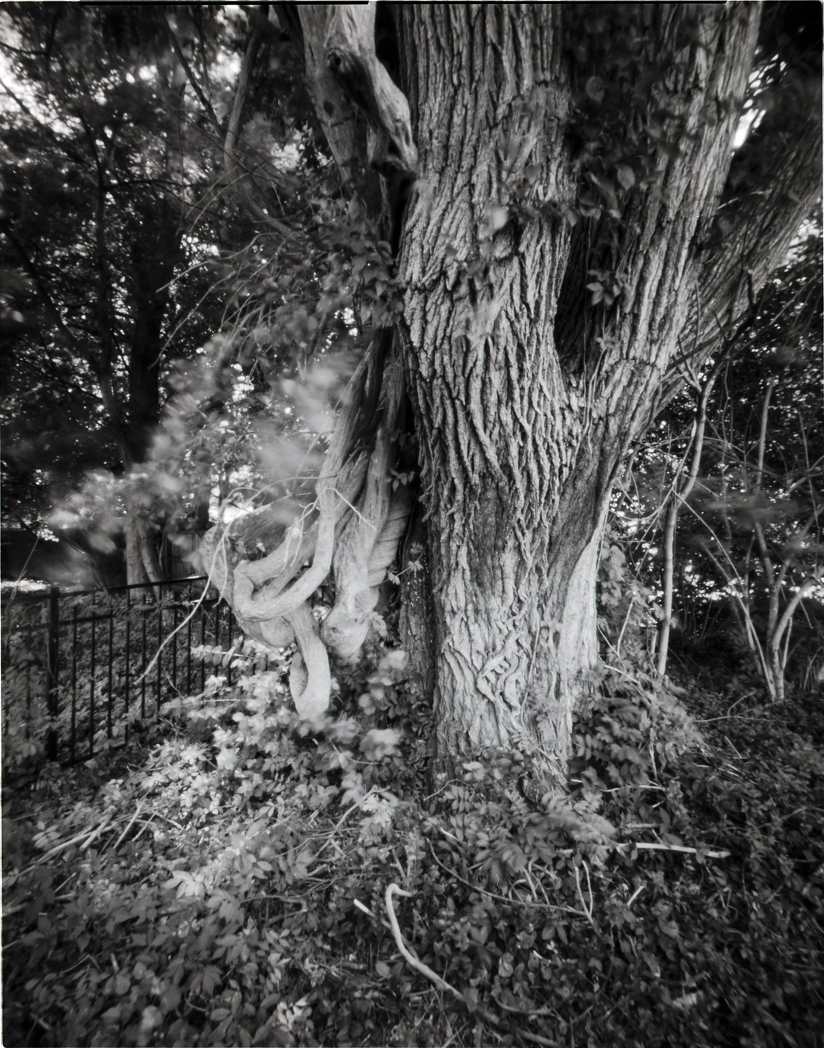 Curly Cues-pinhole scene and view camera scene