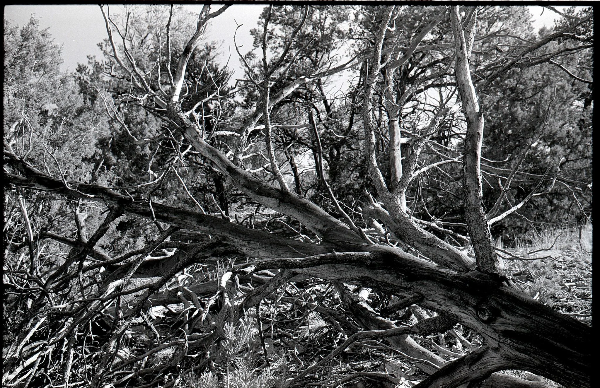 Branches Leaning