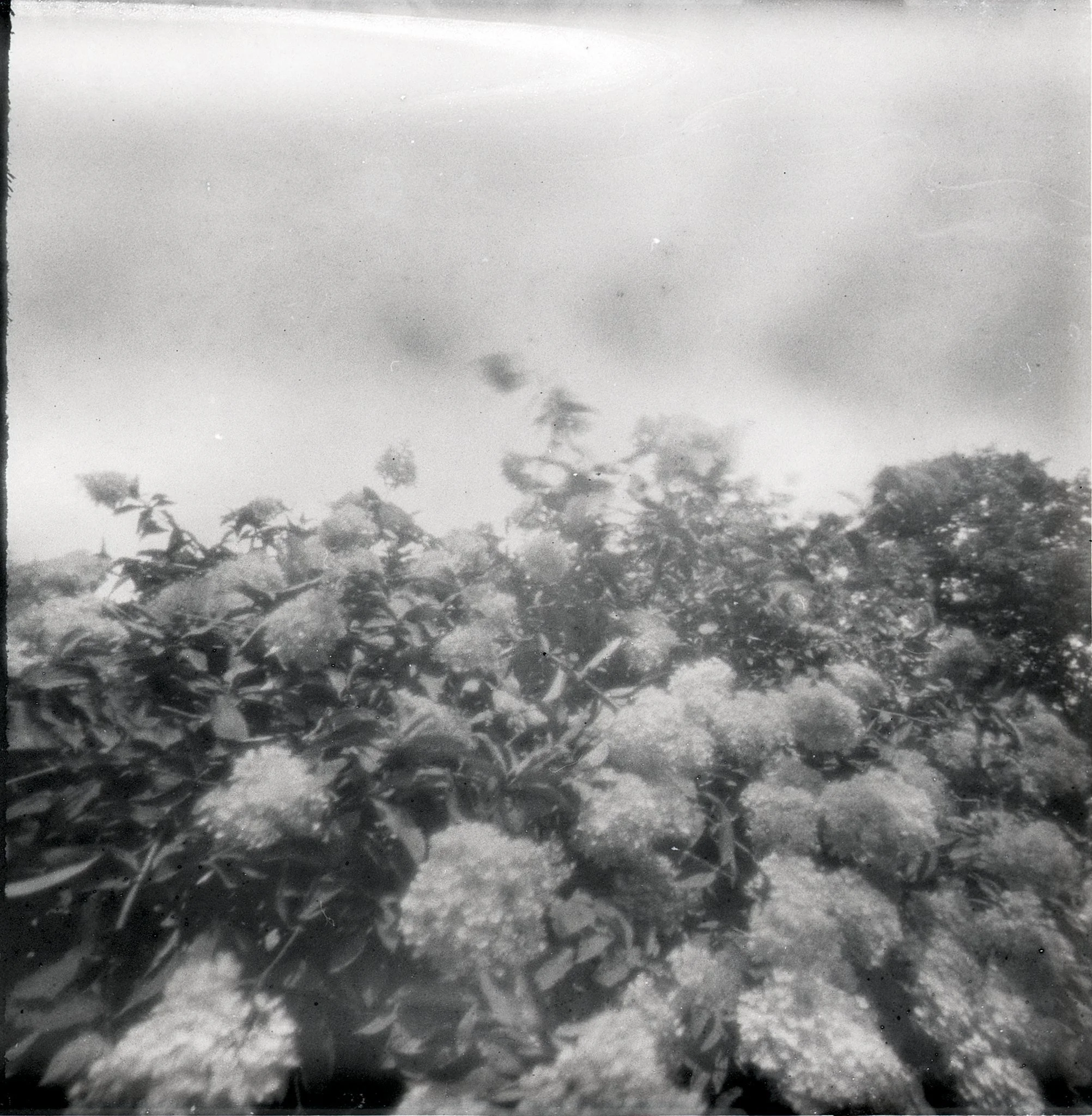 Hydrangea Study at Cave Hill Cemetery