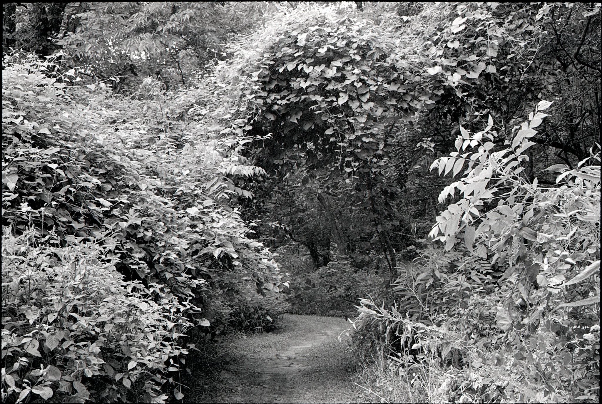 Natural Archway