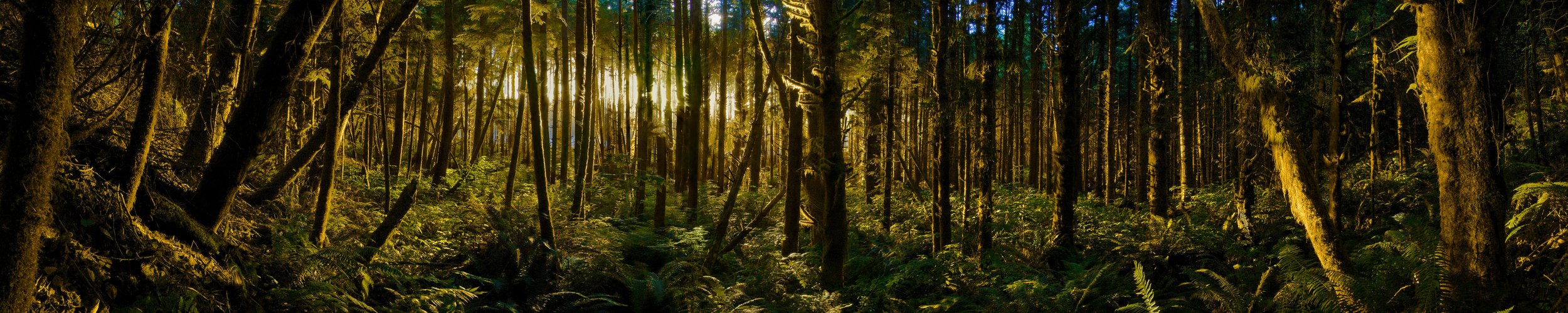 Coastal Forrest_C-Web 20 MB.jpeg