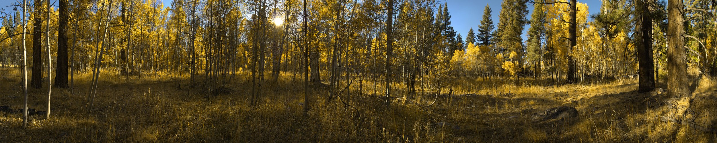 Fall Forest II_A-Web 20 MB.jpeg