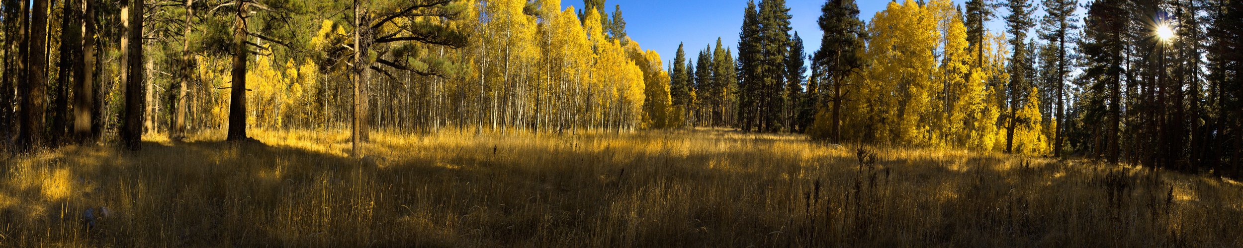 Fall Forest III_A-Web 20 MB.jpeg