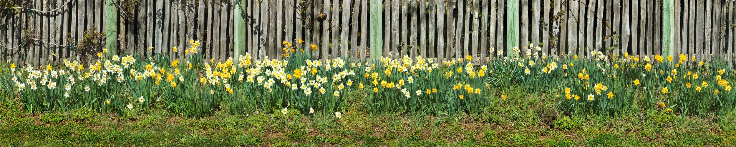 Jenner Daffodils_B-Web 20 MB.jpeg