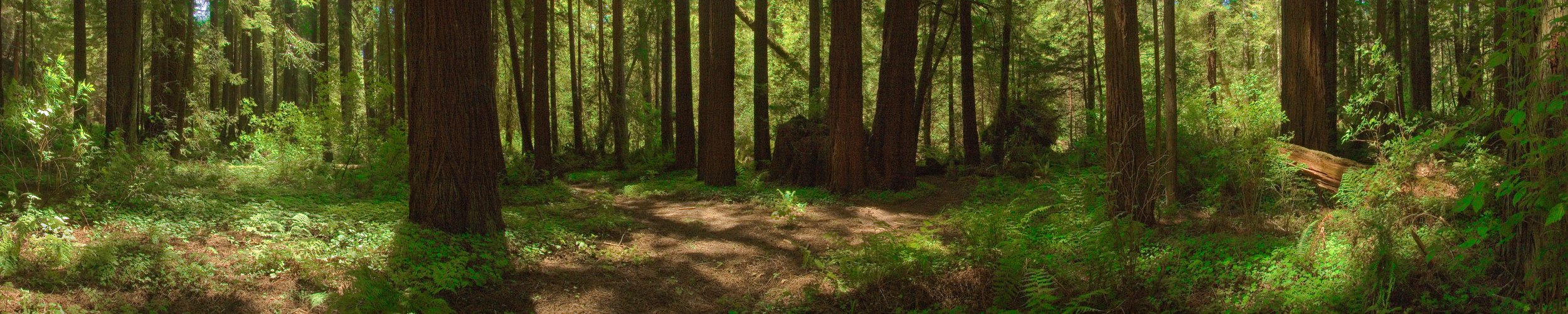 Redwood Forrest I_A-Web 20 MB.jpeg