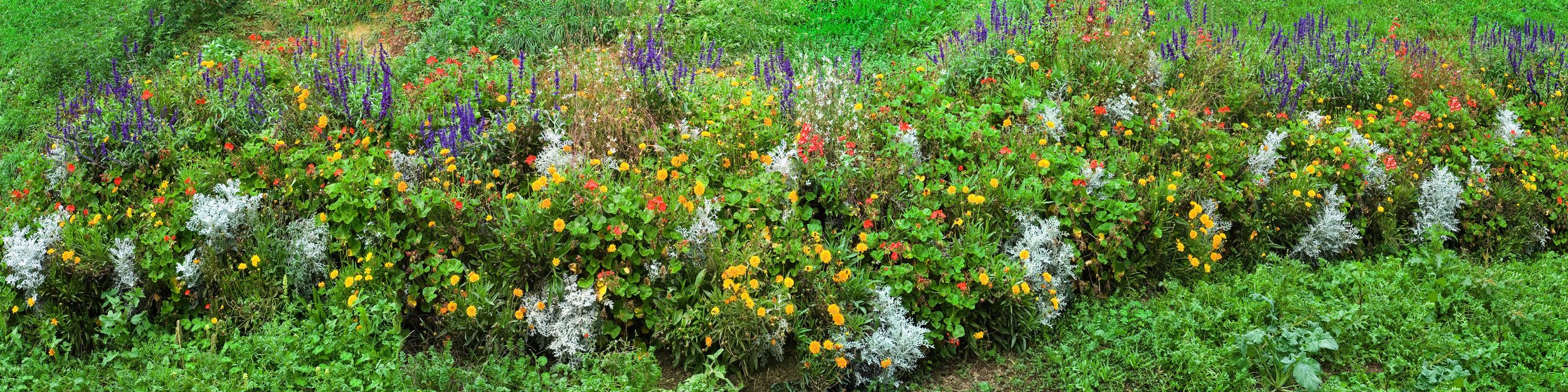 Roadside Flora I_A-Web 20 MB.jpeg