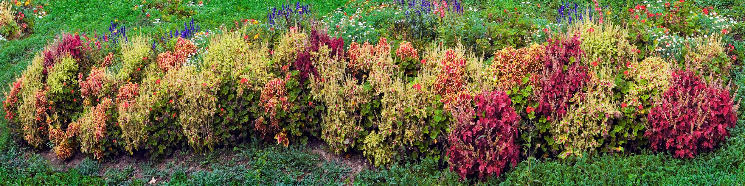 Roadside Flora II_A-Web 20 MB.jpeg