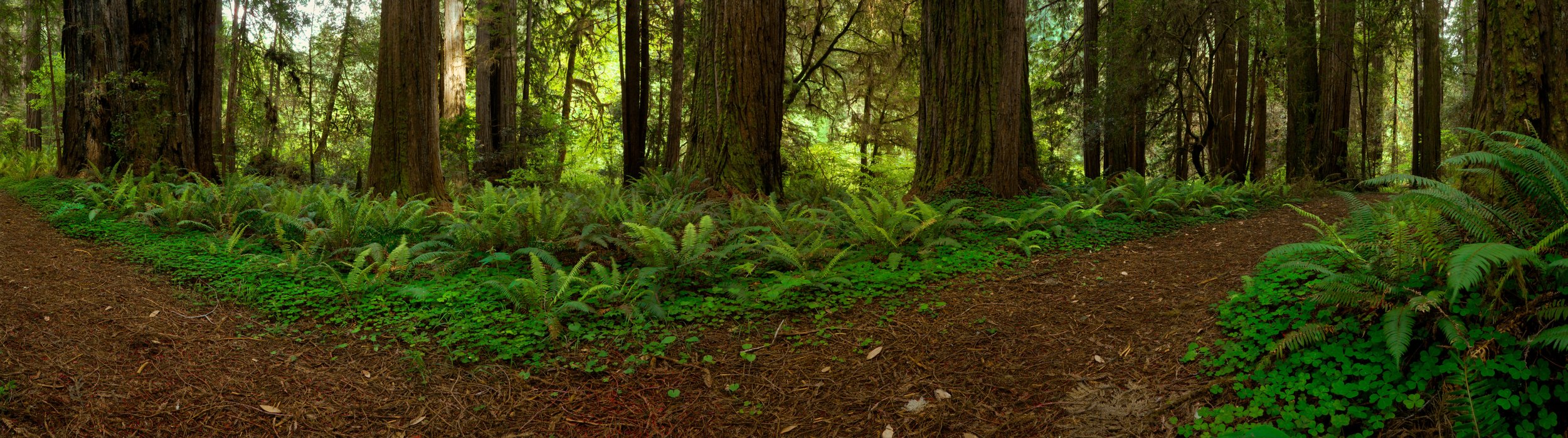 Walk in the Redwoods_A1-Web.jpeg