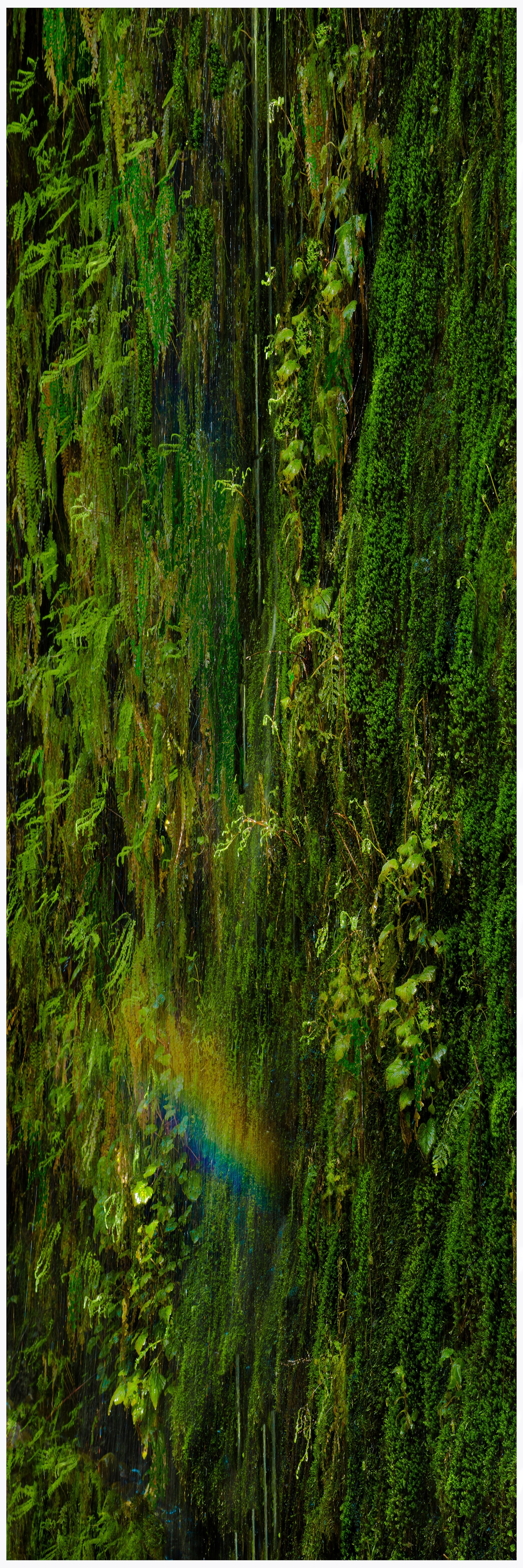 Rainbow Fern_A-Web.jpeg