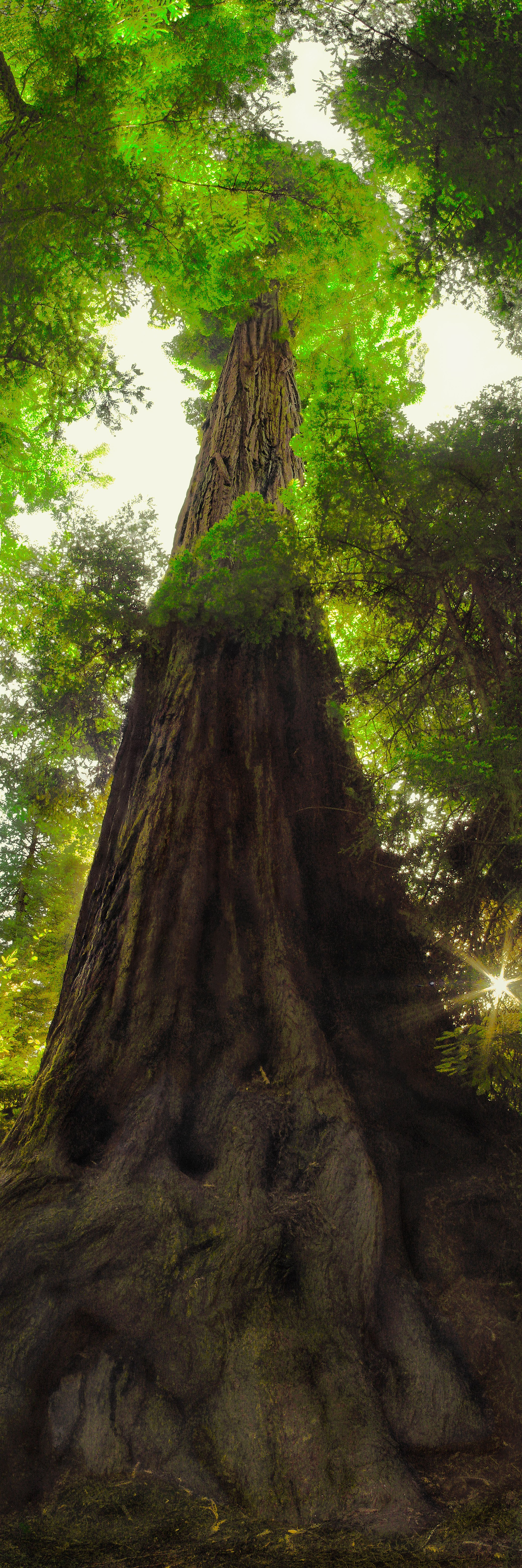 Giant Redwood_C1-Web.jpeg