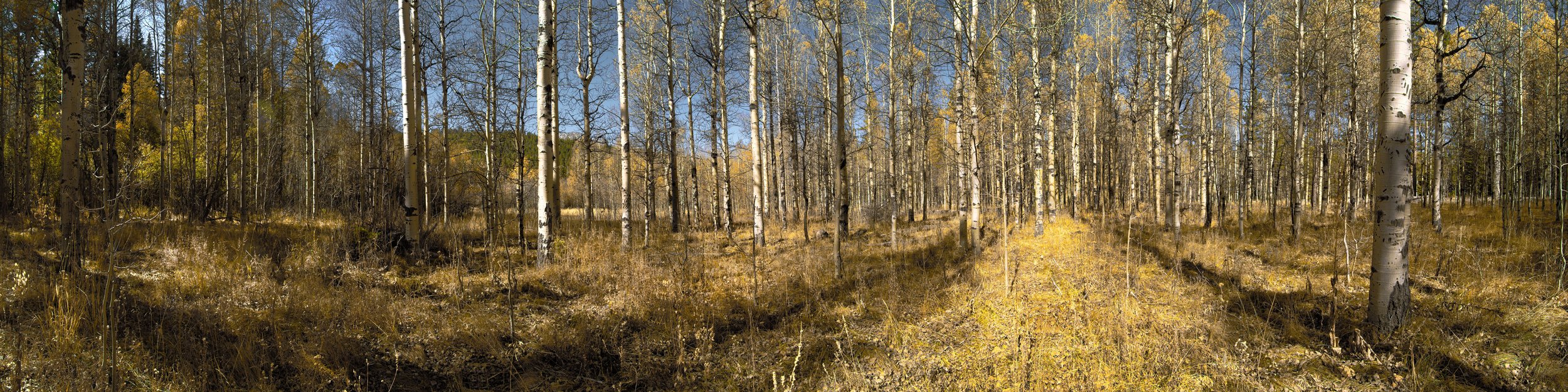 Fall Forest I