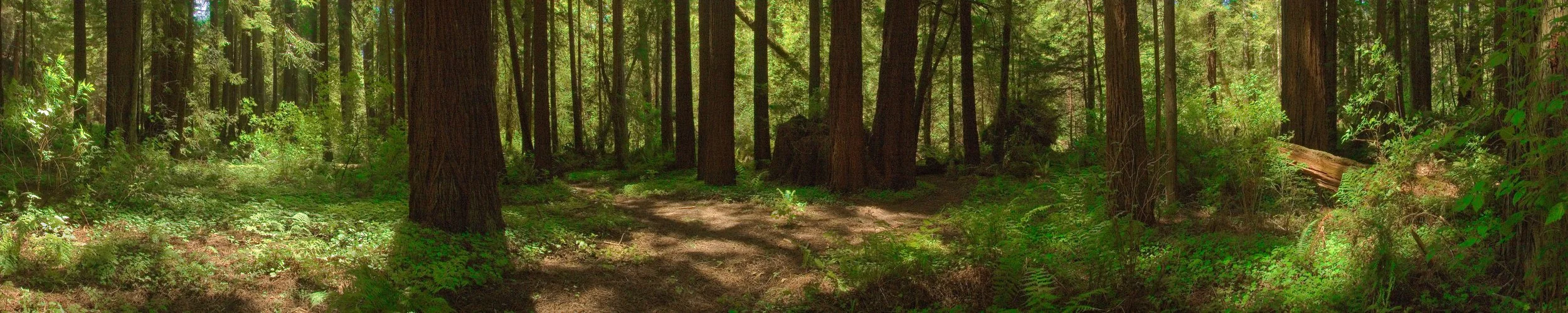 Redwood Forest I