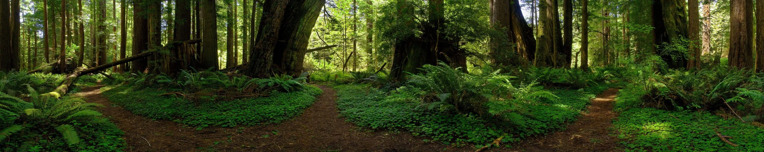 Path in the Redwoods